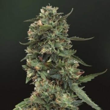 Cannabis seeds Auto LSD25 Feminised Silver - 500 pcs